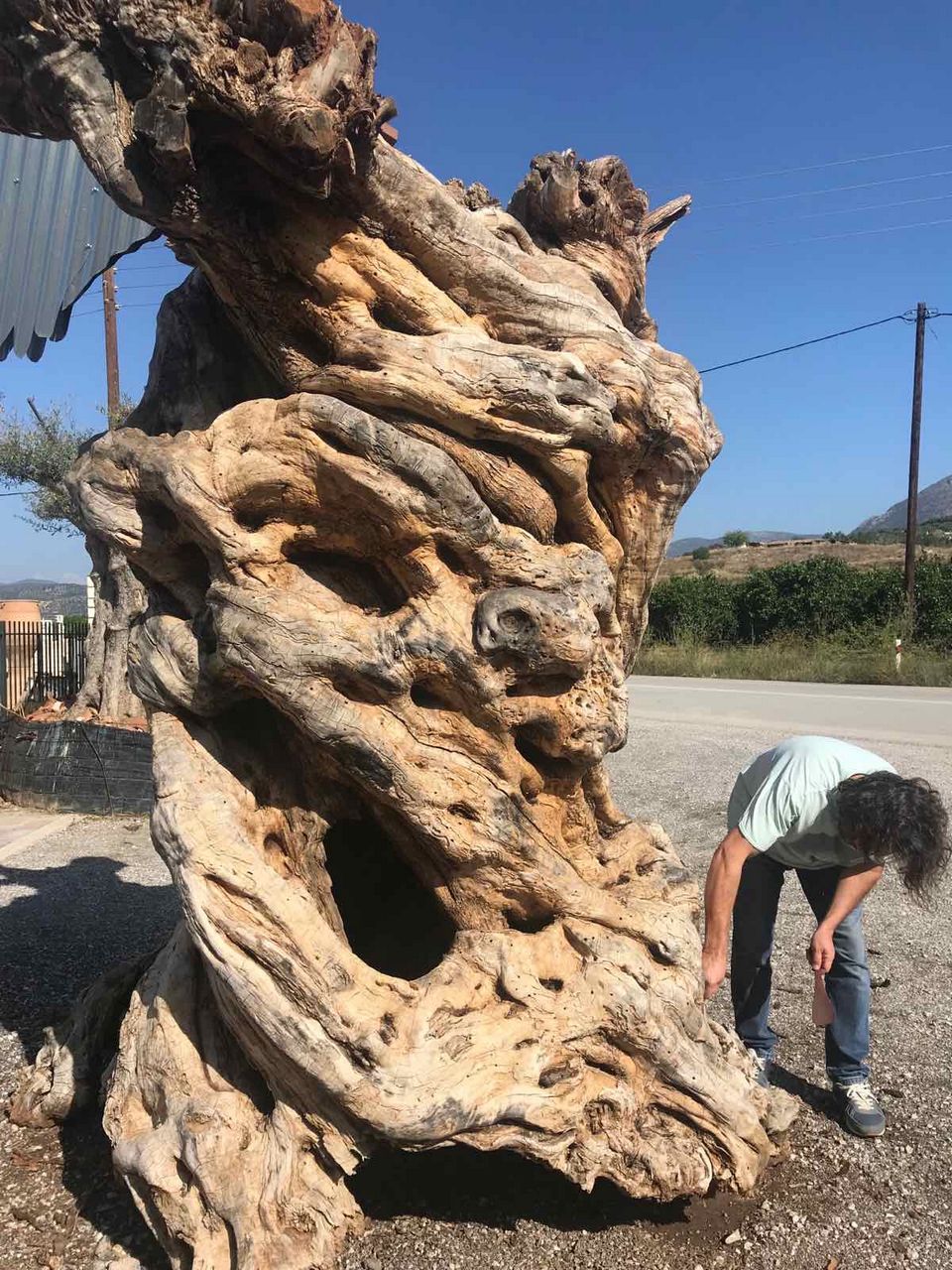 niki olive tree trunk